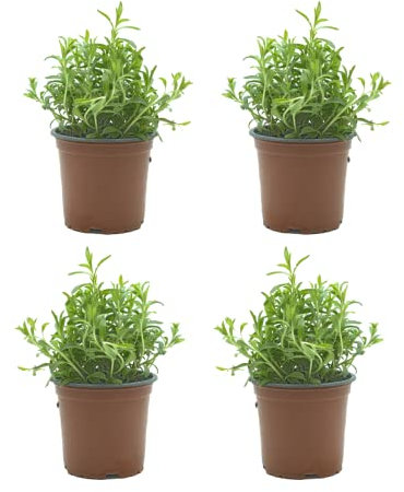 Pack de 4 Plantas Naturales Ajedrea - Hierba Aromática de Interior y Exterior Fácil de Cuidar - Ideal para Huerto Urbano y Jardín - Altura 20 cm - Maceta 10 cm