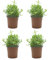 Pack de 4 Plantas Naturales Ajedrea - Hierba Aromática de Interior y Exterior Fácil de Cuidar - Ideal para Huerto Urbano y Jardín - Altura 20 cm - Maceta 10 cm