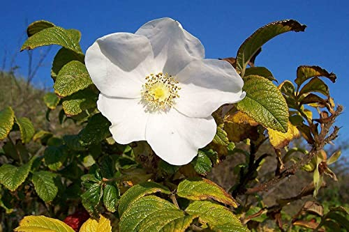 Weiße Apfelrose Rosa rugosa alba Pflanze 35-40cm Heckenrose Wildrose Rose