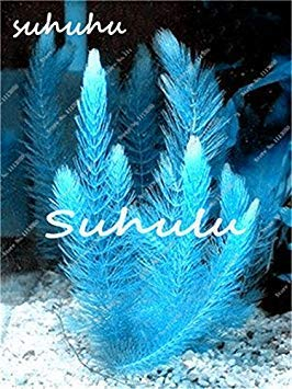 10 pezzi di seta Kletterrose semi di Fiori Bonsai Efeu Ranke appeso decorazione Bella ghirlanda Fiori perenni Hochzeit Party Zuhause 11