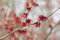Hamamelis intermedia 'Rubin' 40-60 cm - Zaubernuss, rubinrote Blüten, Blütezeit Januar-März, winterhart, ideal für Einzelstellung, pflegeleicht