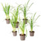 Plant in a Box - Tulbaghia violacea 'Knobikraut' - Aglio orsino - Fiori viola - set da 6 - Dimensioni vaso 9 cm - Altezza 15-25 cm