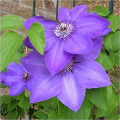 Clematis Hybrid 'Elsa Spath' X 3 Large Plug Plants for Potting on by Growtanical