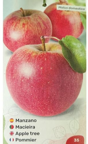 MANZANO ROSA TARDIA | Maceta 25CM | Planta de Exterior | Frutas Jugosas | Fácil Cuidado | Decorativa | Elegancia en tu huerto | Manzana | Cultivo Exclusivo