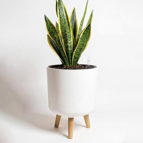 Bamworld Pots de Fleurs d'intérieur avec Support de Plantes 24,4 cm à arrosage Automatique avec Pieds en Bois Amovibles et indicateur de Niveau d'eau, Pot de Fleurs Moderne avec Pot intérieur