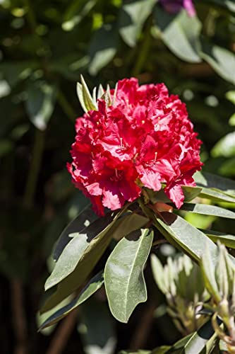 Rhododendron Hybr. 'Roter Korsar' 30-40 cm - Rhododendron, rote Blüten, Blütezeit Mai-Juni, ideal für Rabatten, winterhart und pflegeleicht