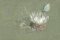 MSTECO Reproduktion Leinwanddruck Und Poster Wandkunst Bild Studie Einer Alpinen Distel mit einem Amanda'sjohn ruskin für Wohnkultur 60x90cm
