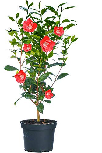 Camellia Shrubs | Premium Quality Vibrant Evergreen Potted Garden Plants | Red, Pink or White Flowers | Hardy & Compact Structure | 2-3ft (Red)