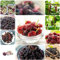 250 pcs maulbeerbaum winterhart samen - zwergobstbäume kräutergarten geschenk,maulbeere,Morus alba,maulbeeren baum obstbaum plant saatgut geschenk bäume dekopflanzen hochbeet für balkon