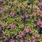 50 pcs buntnessel pflanze kaufen samen zimmerpflanze saatgut alte sorten spezielle gartenkräuter dachbegrünung kräuterlinge pflanzensamen wildkräuter samen winterharte kübelpflanzen