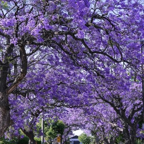 jacaranda da balcone primaverili jacaranda da ufficio per aiuole giardino perenni resistenti decorazione di in vaso resistenti in vaso sostenibili 40semi