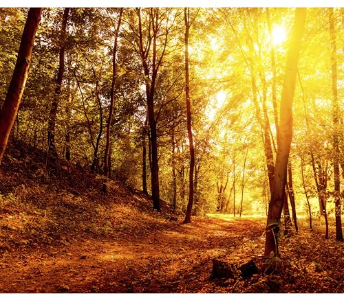 decomonkey Fototapete Wald Herbst 350x256 cm XL Wandbild Wandbild Bild Fototapete Tapeten Wandtapete Wandtapete Natur Landschaft