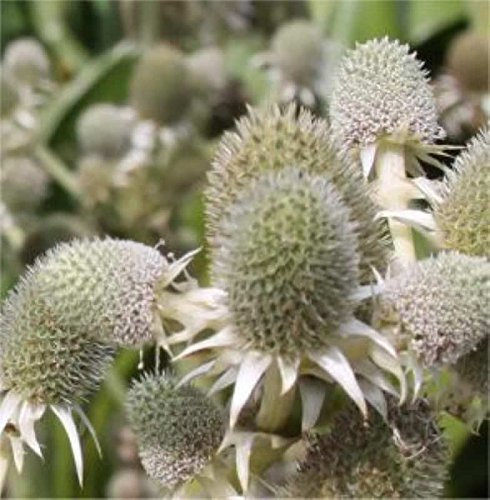 Agaven Edeldistel - Eryngium agavifolium - lebende Gartenpflanze aus den Baumschulen