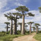 Haloppe 200 Stück Baobab-Pflanzensamen für die Bepflanzung des Hausgartens, Baobab-Staudenpflanze, Baumsamen, Garten, Hof, Straße, Feld, Außendekoration Baobab-Samen