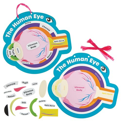 Baker Ross FN447 Human Eye Kits - Pack of 4, STEM, Science, Health and Learning Aids for Kids and Schools