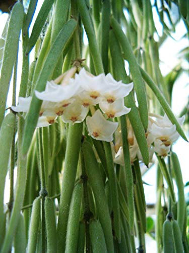 1 PIANTA DI HOYA LINEARIS FIORE DI CERA VASO 14CM Perenni