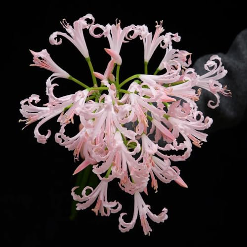 bulbi di giglio di ragno, pianta di fiori di sangue acquista bulbi di fiori cipolle fresche, fiori decorativi, Lycoris radiata, piante in vaso resistenti all'esterno Le piante da 5pcs