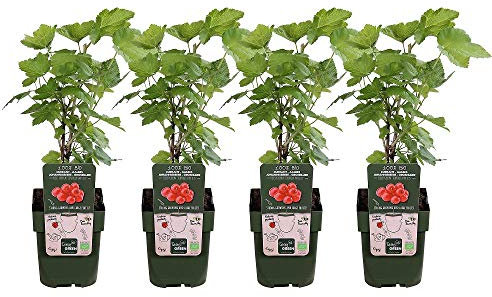 Planta Grosella de Fruto Rojo 10cm 1 Unidad en Maceta Ribes Rubrum Grosellero