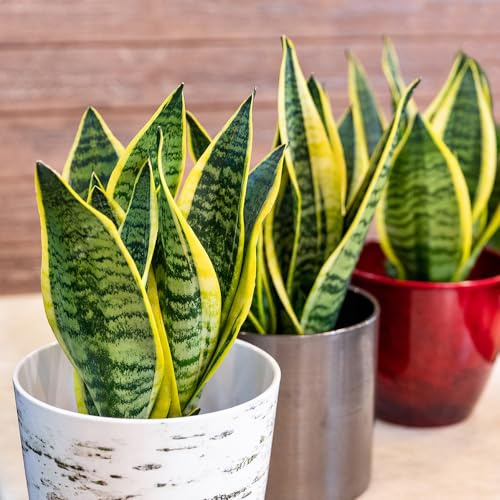 YouGarden Snake Plant 'Golden Flame' Sansevieria, Indoor Potted Plant in 17cm Pot, Established House Plant and Air Purifying Plant