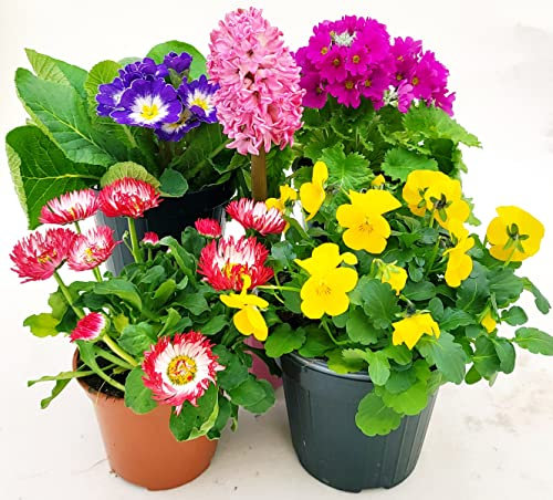 POWERS TO FLOWERS - MISTO PIANTE PRIMAVERILI. PRIMULA OBCONICA, GIACINTO, VIOLA DEL PENSIERO, PRIMULA VERIS, PRATOLINA. 5 PIANTE, piante vere