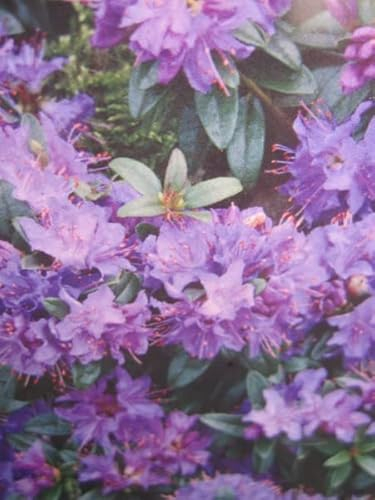 Rhododendron impeditum Gristede - wilde Alpenrose Gristede