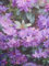 Rhododendron impeditum Gristede - wilde Alpenrose Gristede