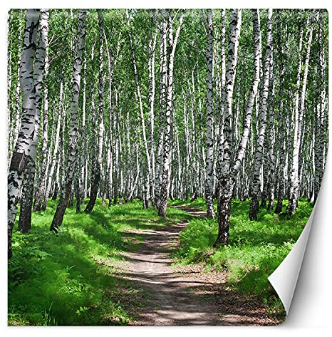 Feeby Fototapete XXL Natur Pflanzen Weg 200x200 cm Grün Vliestapete Moderne Design Wandtapete Küche Flur Wohnzimmer Büro Badezimmer Kinderzimmer Birkenwald Ansicht