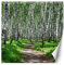 Feeby Fototapete XXL Natur Pflanzen Weg 200x200 cm Grün Vliestapete Moderne Design Wandtapete Küche Flur Wohnzimmer Büro Badezimmer Kinderzimmer Birkenwald Ansicht