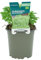 Verdecora Albahaca Hoja Pequeña en maceta Ø11cm | Ocimum basilicum var. minimum | Planta de Interior y Exterior | Hojas Aromáticas y Compactas | Ideal para Cocina y Decoración