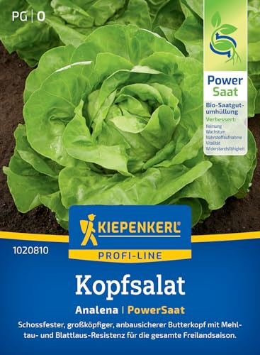 Kiepenkerl Kopfsalatsamen Analena 1020810, Gemüsesaat | Schossfeste und anbausichere Butterkopf-Salatsamen, für die gesamte Freilandsaison