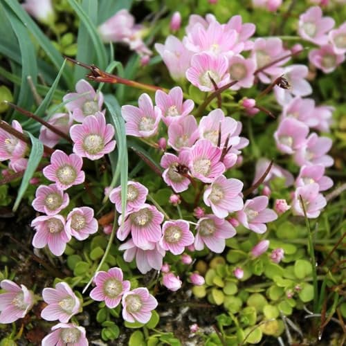Carbeth Plants Anagallis tenella Pond Plant for Small Ponds 1 x 9cm Pot - Bog Pimpernel Live Marginal Ponds Plant - Ground Cover Perennial with Deep Pink Flowers for Water Garden and Wildlife Ponds