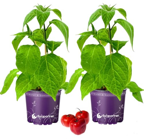 Baum Chili Capsicum pubescens Rocoto 2stk/Chili Pflanzen