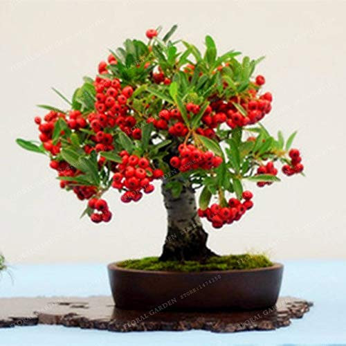 . 100pcs Japanese Azalea Bonsai, Rhododendron Azalea Flower colors Bonsai Tree flower cover MIX bonsai DIY home garden plant: 1: Only Seeds