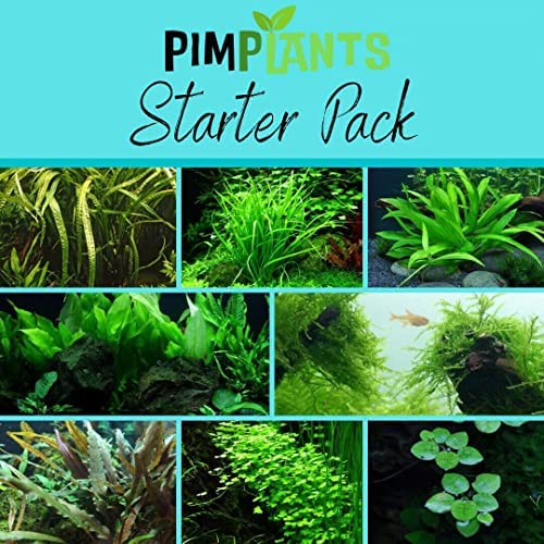 Starter Pack Live Aquarium Plant Aquatic Tropical Fish Java Moss Crypt rotala (Large) Large Large