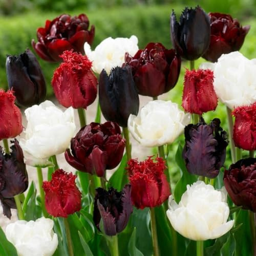 Tulpenzwiebeln Winterhart Mehrjährig - Burgundy White Mix - 20 Stück | Echte Pflanzen aus Holland, Blumenzwiebeln für Garten Garten, Töpfe und Balkon (große Knollen, kein Samen, nicht künstlich)