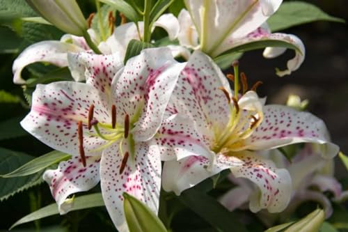 Lilien zwiebeln Pflanzen Extrem kältebeständig Lilienzwiebeln Leuchtende Farben lilium asiaticum