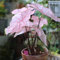 30 Pcs Caladium Pflanze Samen - Schnellwachsende Sträucher Als Sichtschutz Caladium Alocasia Samen, Kletterpflanzen Winterhart Schnellwachsend Samen Alte Sorten, Immergrüne Pflanzen