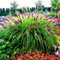 Pennisetum alopecuroides  Black Beauty  Frosthartes Schwarzes Lampenputzergras (Ziergras Gräser Stauden Winterhart) (10)