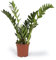 Cool Green - Plantas naturales - Zamioculca - Mediana