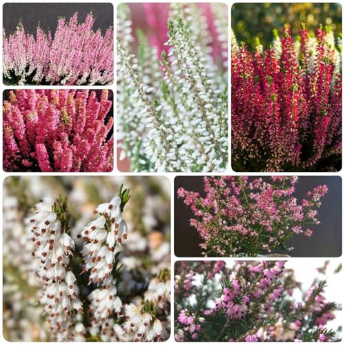 200 piezas Semillas de brezo semillas, plantas de jardín Erica carnea, semillas de brezo de invierno, semillas de flores de plantas de jardín maceta flores regalo plantas de balcón