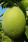 pianta di pomelo albero di pomelo albero di pomelo in vaso età 2 anni pianta di agrumi vera venduta da eGarden.store