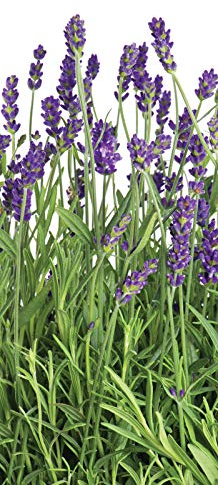 Forwall Fototapete Vlies Tapete Türtapete Lavendel Natur - Violett Natr Blumen Grün Heidekraut Moderne Tür Dekoration 2174VET 211cm x 91cm Schlafzimmer Wohnzimmer