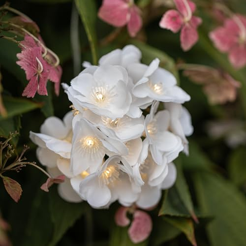 Lights4fun 200 Warm White LED Solar Powered USB White Flower Starburst String Fairy Lights on Clear Cable IP44 Rated for Outdoor Use