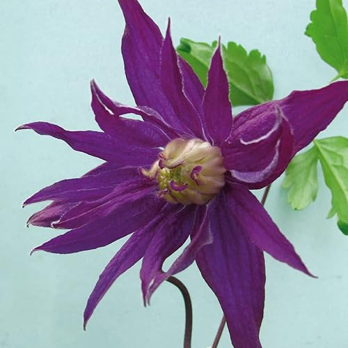Clematis Lila Spinne botanisch 1L Pflanze für Anfänger und professionelle Gärtner - Ideal für Kleingarten, Garten - Schöne Pflanze mit ungewöhnlichen Blüten - Genießen Sie jeden Tag ihre Farben