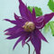 Clematis Lila Spinne botanisch 1L Pflanze für Anfänger und professionelle Gärtner - Ideal für Kleingarten, Garten - Schöne Pflanze mit ungewöhnlichen Blüten - Genießen Sie jeden Tag ihre Farben