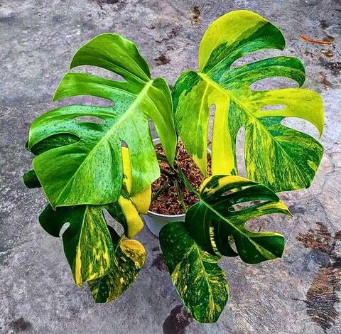 100pieces Yellow Green Monstera Plant Seeds