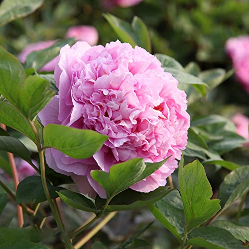 Pfingstrosen Netzblatt Pfingstrose Blumenzwiebeln MehrjäHrig Winterhart Pfingstrosen Pflanzen Blumen Deko Rosa Zwiebeln Frisch Zierlauch Winterhart MehrjäHrig Gartenpflanzen 3 Pfingstrosen Knollen