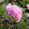 Pfingstrosen Netzblatt Pfingstrose Blumenzwiebeln MehrjäHrig Winterhart Pfingstrosen Pflanzen Blumen Deko Rosa Zwiebeln Frisch Zierlauch Winterhart MehrjäHrig Gartenpflanzen 3 Pfingstrosen Knollen