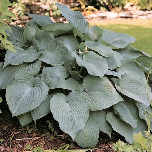 YouGarden Hosta Blue Angel, Established Plant in 2L Pot, Ready to Plant and Grow, Summer Flowering Plantain Lily