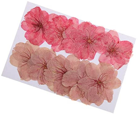 Colcolo 10 Pezzi di Fiori di Ciliegio Essiccati Naturali Essiccati per L'artigianato Artistico